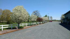 Empty road with trees aside on display