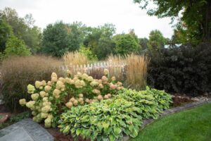 A garden with a variety of shrubs and grasses.