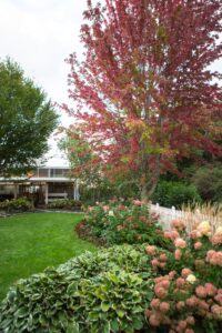 A garden with a red tree in the background.