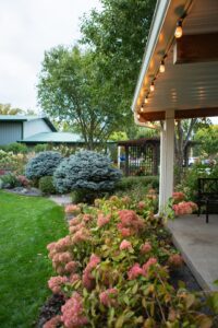 A backyard with bushes and flowers.